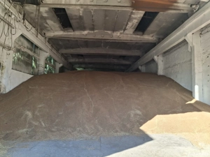 Porumb  Grîu  - imagine 3