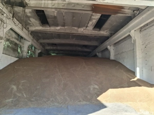 Porumb  Grîu  - imagine 5