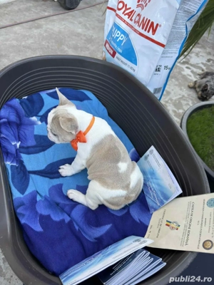 Bulldog Francez Femela - imagine 4