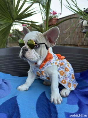 Bulldog Francez Femela - imagine 2