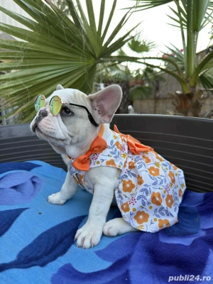 Bulldog Francez Femela - imagine 3