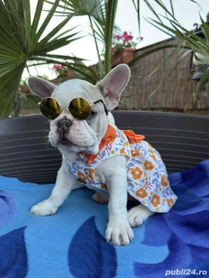 Bulldog Francez Femela - imagine 5