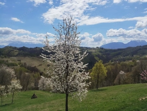 Teren extravilan de vanzare - imagine 2