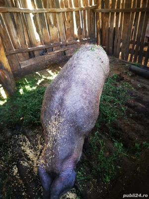 vand po c  - imagine 5