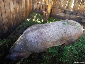 vand po c  - imagine 3