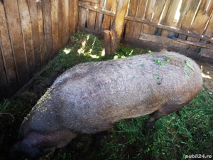 vand po c  - imagine 4