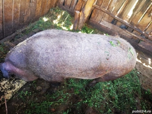 vand po c  - imagine 2