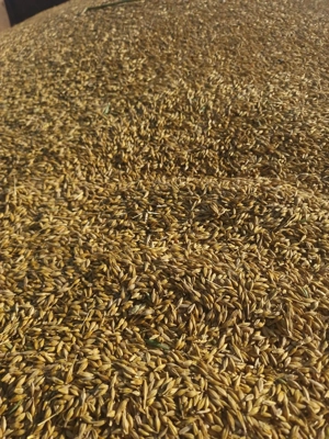 Orz de calitate superioară, 