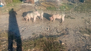 Purcei 25-30 kg  - imagine 2