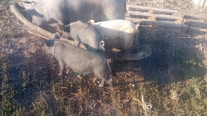 Purcei 25-30 kg  - imagine 3