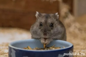 Hamsteri si cușcă cu accesorii