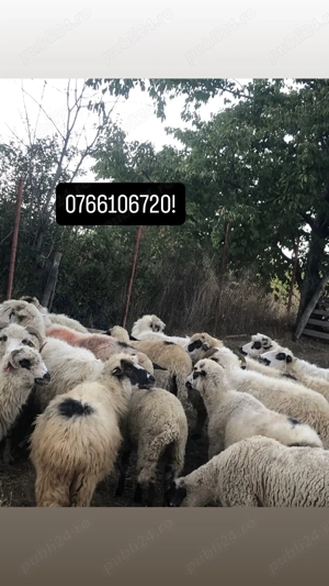 Vând oi bine crescute!!