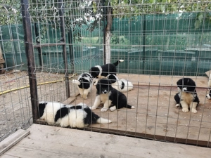 Ciobănesc de Bucovina  - imagine 2 Ciobănesc de Bucovina  - imagine 2