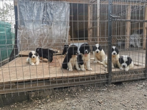 Ciobănesc de Bucovina  - imagine 3 Ciobănesc de Bucovina  - imagine 3