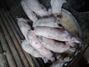 Vind purcei - imagine 5