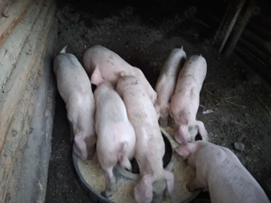 Vind purcei - imagine 3