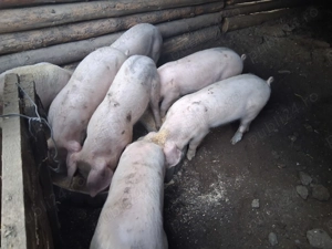 Vind purcei - imagine 2