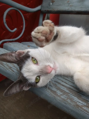 Motănel abandonat, foarte prietenos   găsit lângă benzinăria Clinceni