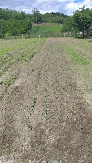 Vând teren intravilan pentru două case cu utilități apă și curent - imagine 2