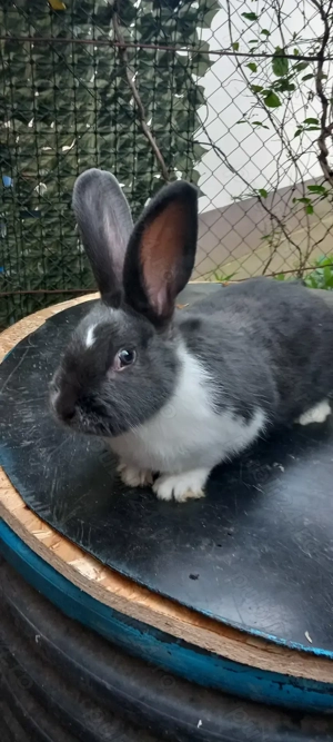 iepuri de rasa - imagine 3