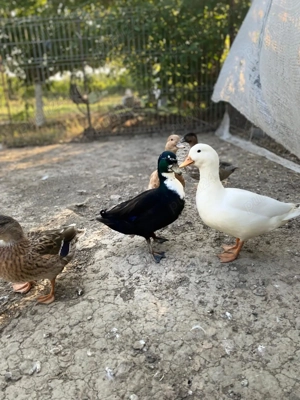 Vând pitice olandeze  - imagine 3