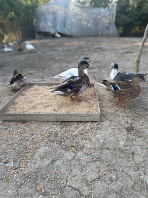 Vând pitice olandeze  - imagine 2