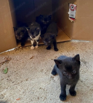 Donez pisici de o luna