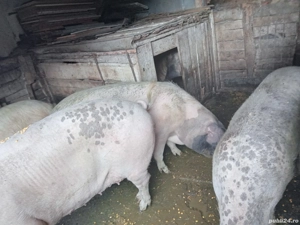 porci de casa - imagine 2 porci de casa - imagine 2