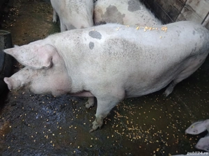 porci de casa - imagine 4 porci de casa - imagine 4