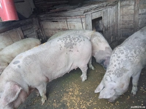 porci de casa - imagine 3 porci de casa - imagine 3