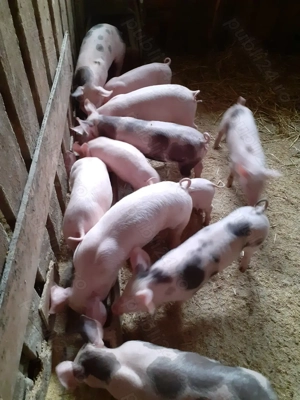 Purcei de vanzare  - imagine 2