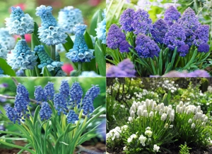 Bulbi Muscari mixt de culori - flori de Primavara