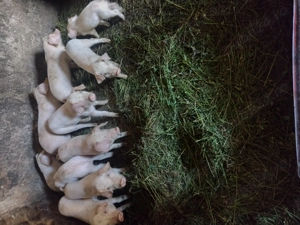 Vând purcei  - imagine 3