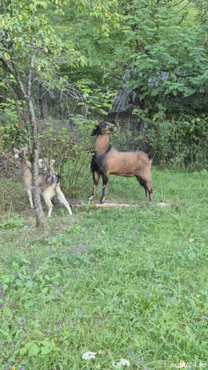 Vând tap anglo-nubian - imagine 2