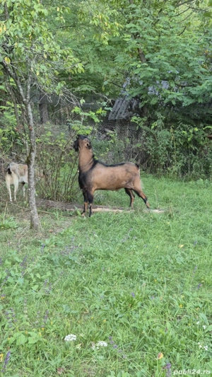 Vând tap anglo-nubian - imagine 5