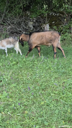 Vând tap anglo-nubian