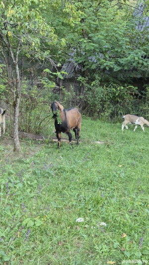 Vând tap anglo-nubian - imagine 4