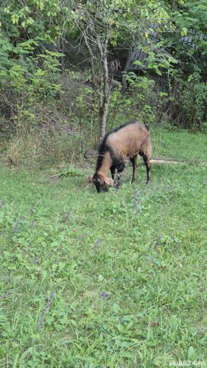 Vând tap anglo-nubian - imagine 3