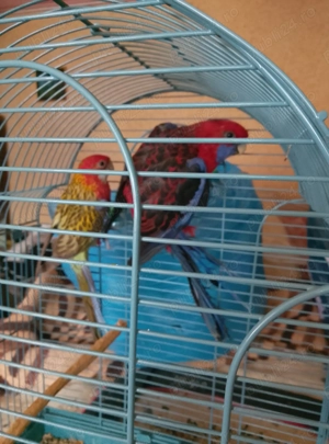 Vând o pereche de papagali rosella rubin africani roși doua perechi  - imagine 2 Vând o pereche de papagali rosella rubin africani roși doua perechi  - imagine 2