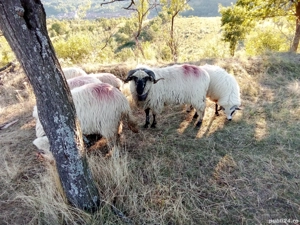 Berbec de vanzare - imagine 4