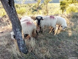 Berbec de vanzare - imagine 2