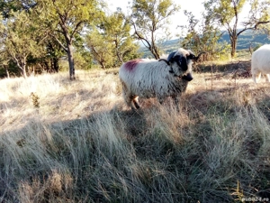 Berbec de vanzare - imagine 3