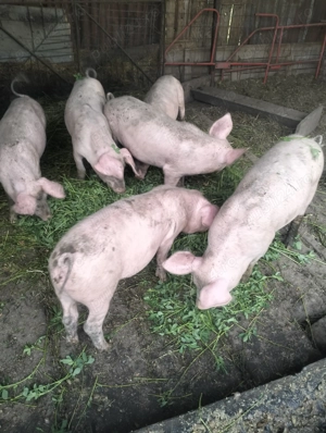 Vind 4 scrofițe 650 bucata - imagine 5 Vind 4 scrofițe 650 bucata - imagine 5