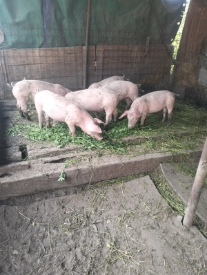 Vind 4 scrofițe 650 bucata - imagine 3 Vind 4 scrofițe 650 bucata - imagine 3