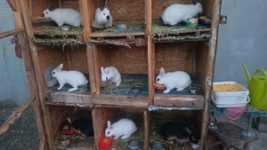 Iepuri diferite rase - imagine 3 Iepuri diferite rase - imagine 3