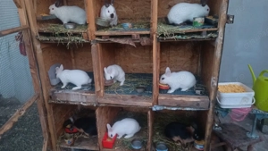 Iepuri diferite rase - imagine 2 Iepuri diferite rase - imagine 2