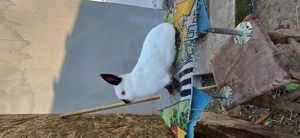 Iepuri diferite rase