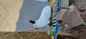 Iepuri diferite rase - imagine 4 Iepuri diferite rase - imagine 4