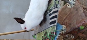 Iepuri diferite rase - imagine 5 Iepuri diferite rase - imagine 5