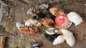 Diferite perechi  - imagine 3